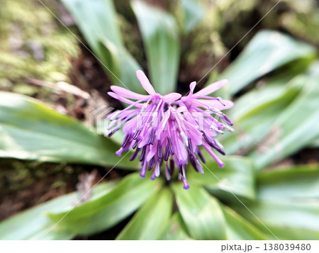 色鮮やかなショウジョウバカマ 138039480