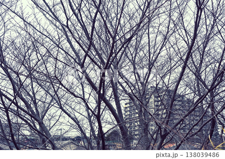 冬枯れの木々 冬枯れの木々 138039486