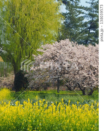 総本山善通寺「柳と桜と菜の花」香川県善通寺市2 138039573