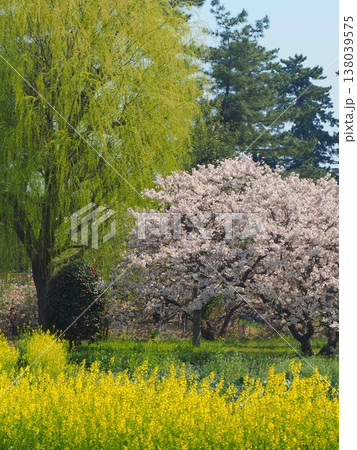 総本山善通寺「柳と桜と菜の花」香川県善通寺市4 総本山善通寺「柳と桜と菜の花」香川県善通寺市4 138039575
