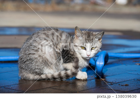 ホースで遊ぶ子猫 138039630