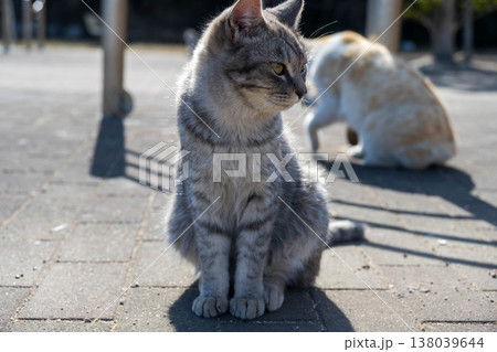 振り向く猫 138039644