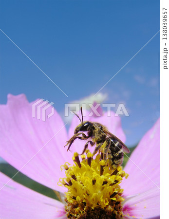 自然の営み、コスモスの花粉を全身に纏うハチ 自然の営み、コスモスの花粉を全身に纏うハチ 138039657