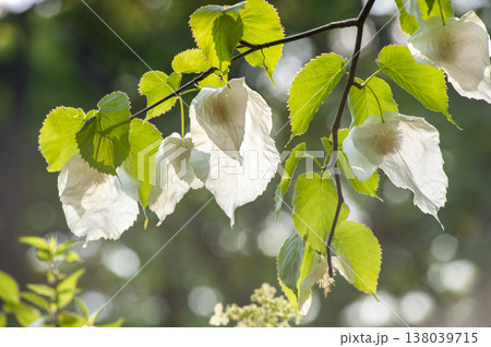 花弁のような白い大きな苞が特徴のハンカチノキ 花弁のような白い大きな苞が特徴のハンカチノキ 138039715