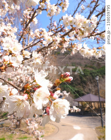 善通寺 五岳の里市民集いの丘公園 明正寺桜涅槃桜 香川県 善通寺 五岳の里市民集いの丘公園 明正寺桜涅槃桜 香川県 138039795