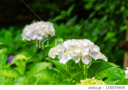 雨上がりにしっとりと咲く白い紫陽花 138039909