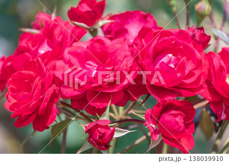 鮮やかな赤色が重なり合う満開の薔薇 138039910