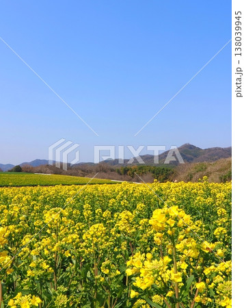 中山ひまわり団地の菜の花畑 香川県まんのう町2 中山ひまわり団地の菜の花畑 香川県まんのう町2 138039945