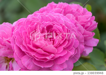 華やかに咲き誇る濃いピンクの八重咲きの薔薇 138039948