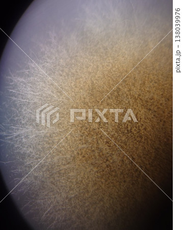 培地に広がるカビの様子 138039976