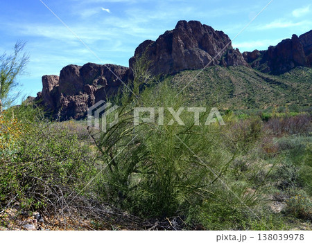 Salt River Recreation Area Arizona Salt River Recreation Area Arizona 138039978