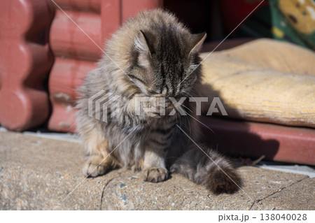 毛繕いをする子猫 毛繕いをする子猫 138040028