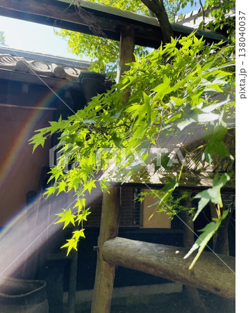 光が差し込む新緑とレインボー 138040037