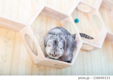 Grey Tabby Cat on Modern Honeycomb Furniture 138040131