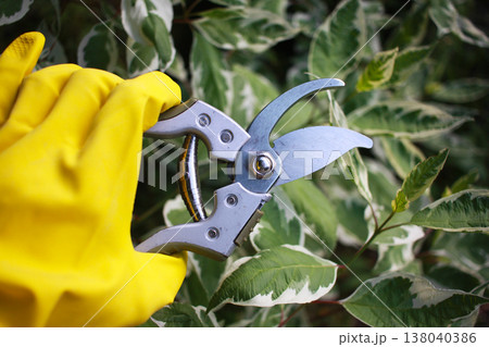 Gardening tool equipment. Single steel garden scissors on wooden background. 138040386
