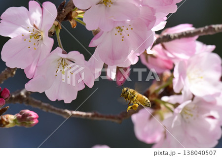 淡いピンクに花が開いた桜に蜜を求めるミツバチ 淡いピンクに花が開いた桜に蜜を求めるミツバチ 138040507
