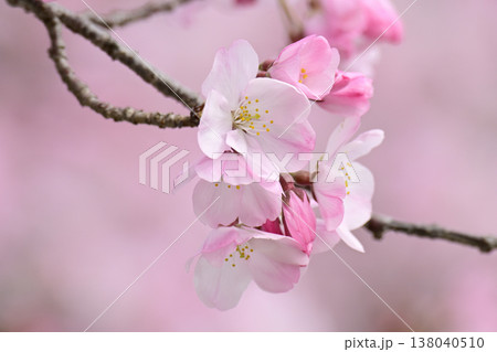 淡いピンクに花が開いた桜 淡いピンクに花が開いた桜 138040510