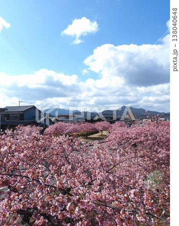湊川河津桜ロード2026 東かがわ市 湊川河津桜ロード2026 東かがわ市 138040648