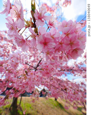 湊川河津桜ロード2026　東かがわ市2 138040649