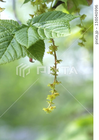 木漏れ日に輝くウリハダカエデ（Acer rufinerve）の花　東北 138040996