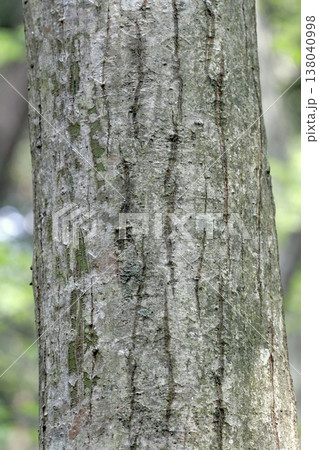 縞模様が美しいウリハダカエデ（Acer rufinerve）の木肌　東北 138040998