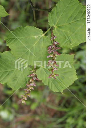 鮮やかなウリハダカエデ(Acer rufinerve)の実 東北 鮮やかなウリハダカエデ(Acer rufinerve)の実 東北 138040999
