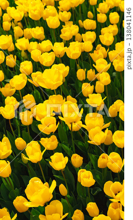 Bright yellow tulips fill a garden in spring, creating a lively and vibrant display of flowers 138041146