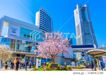 日本の横浜都市景観外国人観光客が満開の桜と記念撮影…インバウンド続く…エアキャビンの桜木町駅を望む 138041199