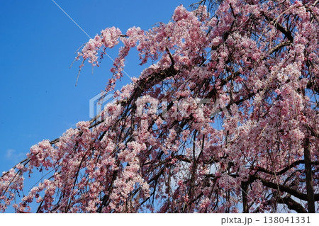 桜 138041331