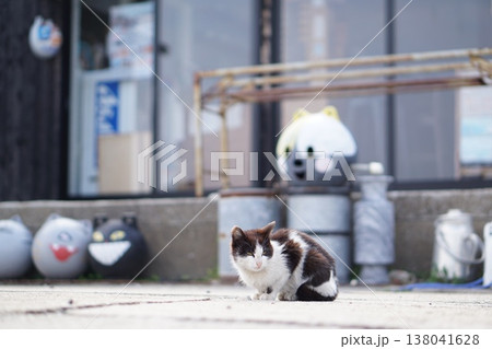 浮きねことねこ 138041628