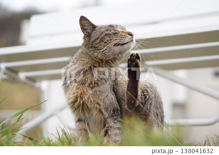 足で顔をかく猫 138041632