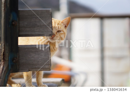 ちらりとのぞく猫 ちらりとのぞく猫 138041634