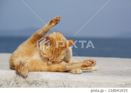 L字開脚ねこと海 138041635