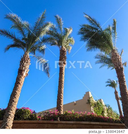 Tall palm trees above a building against the sky Tall palm trees above a building against the sky 138041647