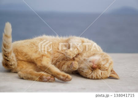 ごろごろする猫 138041715