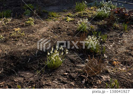 Spring Snowdrops Flourish. Serene Spring Landscape With Delicate White Flowers And Contrasting Textures 138041927