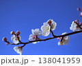 二月の青空と白い梅の花 138041959