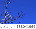 おびただしい数のつぼみを付けた白梅の小枝 138041969