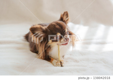 歯磨きガムをかむ犬 138042018