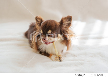 歯磨きガムをかむ犬 138042019