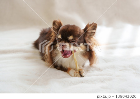 歯磨きガムをかむ犬 138042020