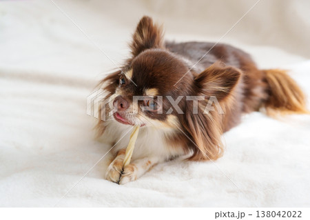 歯磨きガムをかむ犬 138042022