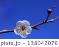 白く咲いた梅の花と青い空 138042076