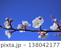 つぼみと花をつけた白梅の枝 138042177