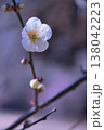他のつぼみに先んじて開いた白梅の花 138042223
