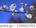 青空に伸びる白い梅が咲いた小枝 138042304