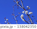 咲く時を待つツボミと白い花をつけた梅 138042350