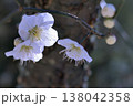 老木の幹から出たツボミと白い梅の花 138042358
