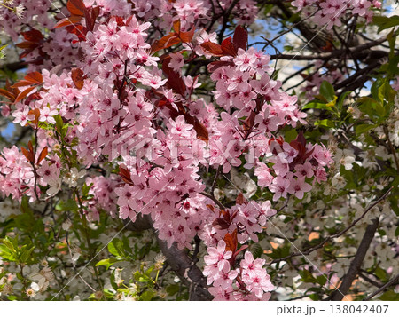 Pink blossoms of Prunus cerasifera filling the tree canopy against a clear blue spring sky. Seasonal flowering, ornamental urban nature, botanical abundance, and vivid renewal in warm daylight Pink blossoms of Prunus cerasifera filling the tree canopy against a clear blue spring sky. Seasonal flowering, ornamental urban nature, botanical abundance, and vivid renewal in warm daylight 138042407