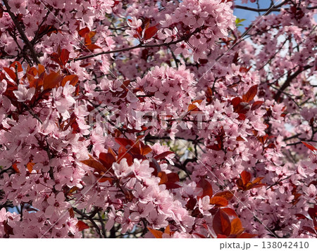 Pink Prunus cerasifera blossoms on slender branches with copper leaves in soft focus. Spring flowering detail, ornamental horticulture, urban garden mood, seasonal freshness, botanical elegance 138042410